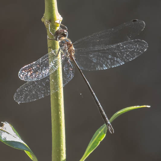 Austrophya mystica male-1.jpg